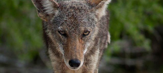 coyote.h