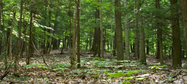 forest.h