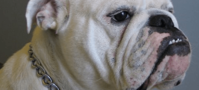 aaaa.bulldog.default.h.222